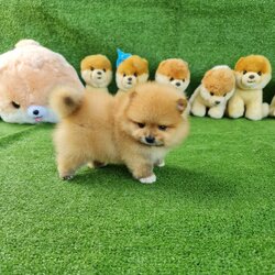 ลูกปอมเมอเรเนียนแท้ ด.ช.สีส้ม Orange Male