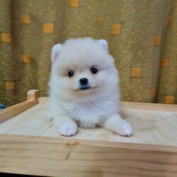 ปอมเมอเรเนี่ยนแท้ สีครีมเพศเมีย น่ารัก Cream seble colors female