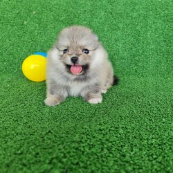 ลูกปอมเมอเรเนียนแท้ ด.ญ.สีเทา Grey Female