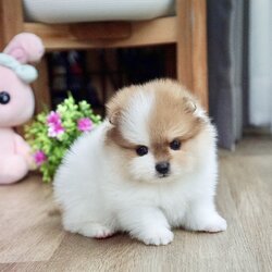 ปอมเมอเรเนี่ยนเพศผู้มีปาร์ตี้สีหายากหมีเว่อร์ Parti colors male