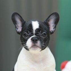 เฟรน บลูด็อก FHF-50852 เพศหญิง สีขาวดำ อายุ 2 เดือน น้ำหนัก KG ส่วนสูง CM