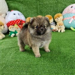 ลูกปอมเมอเรเนียนแท้ ด.ญ.สีส้ม Orange Female