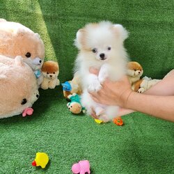 ลูกปอมเมอเรเนียนแท้ ด.ญ.สีปาร์ตี้ Parti Colors Female