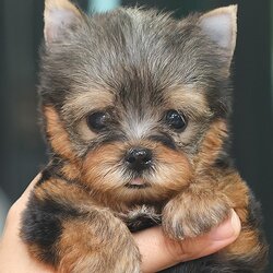 HYF - 85796 ยอร์คเชียร์ เทอร์เรีย สีแบล็คซิลเวอร์ เพศหญิง อายุ 2 เดือน ตัวเล็ก น่ารัก สีสวยมาก