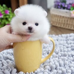 ปอมเมอเรเนี่ยนสีขาว ทีคัพเพศผู้จิ๋วๆ Teacup pure white male