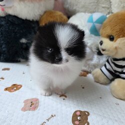 ปอมเมอเรเนี่ยนแท้เพศเมีย สีสวยน่ารักมาก Black and White female