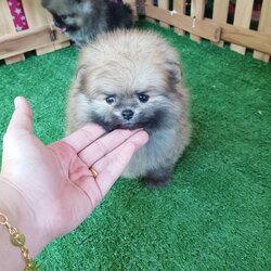 ลูกปอมเมอเรเนียนแท้ ด.ช สีส้ม