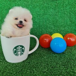 ลูกปอมเมอเรเนียนแท้ ด.ญ.สีขาว White Female