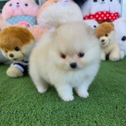 ปอมเมอเรเนี่ยนแท้ เพศเมีย สีขาวครีมหน้าหวานๆ ตัวกลมๆ Whitecream female