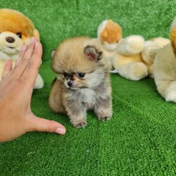 ลูกปอมเมอเรเนียนแท้ ด.ญ.สีส้ม มินิทีคัพ Mini T-Cup Orange Female