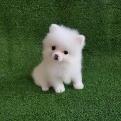 ลูกปอมเมอเรเนียนแท้ ด.ช.สีขาวสำลี