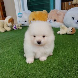 ลูกปอมเมอเรเนียนแท้ ด.ช.สีขาวมุ้งมิ้ง