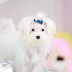 มอลทีส MTF-85663 เพศหญิง สีขาว อายุ 3 เดือน น้ำหนัก KG ส่วนสูง CM