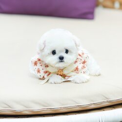 บิชอง ฟริเซ่ BCF-24503 เพศหญิง สีขาว อายุ 2 เดือน น้ำหนัก KG ส่วนสูง CM