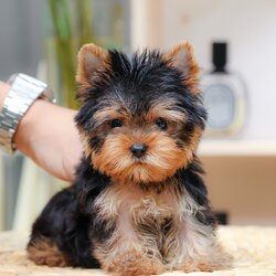 ยอร์คเชียร์ เทอร์เรีย HYM-50610 เพศชาย สีแบล็คแทน อายุ 2 เดือน น้ำหนัก 0.53 KG ส่วนสูง 11 CM