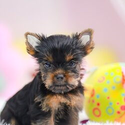 ยอร์คเชียร์ เทอร์เรีย HYF-85670 เพศหญิง สีแบล็คแทน อายุ 2 เดือน น้ำหนัก KG ส่วนสูง CM