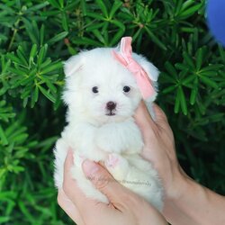 มอลทีส MTM-10567 เพศชาย สีขาว ตัวเล็กตัวน้อยมาก ๆ ขาสั้น ขนแน่นฟู หน้าตาทะเล้น น่ารักมาก ๆ ยิ้มเก่ง ขยันแจกความน่ารักสุด ๆ สายเลือดนำเข้า มีใบรับรองจากสมาคมพัฒนาพันธุ์สุนัข (ใบเพ็ดดีกรีเต็มใบ) ส่งทั่วประเทศ