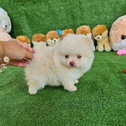 ลูกปอมเมอเรเนียนแท้ ด.ญ.สีขาวครีม White&Cream Female