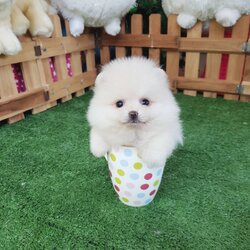 ลูกปอมเมอเรเนียนแท้ ด.ญ สีขาวตากลม