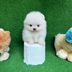 ปอมเมอเรเนี่ยนแท้ สีขาวสำลีไซส์ทีคัพ เพศเมีย Pure white teacup pomeranian