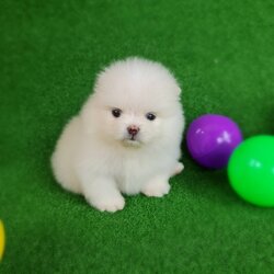 ลูกปอมเมอเรเนียนแท้ ด.ช.สีขาว White Male