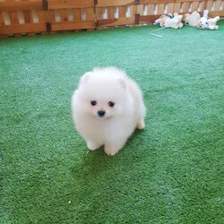 ลูกปอมเมอเรเนียนแท้ ด.ช ขาวครีม