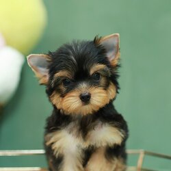 ยอร์คเชียร์ เทอร์เรีย HYF-50513 เพศหญิง สีซิลเวอร์ อายุ 2 เดือน น้ำหนัก KG ส่วนสูง CM