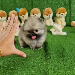 ลูกปอมเมอเรเนียนแท้ ด.ช.สีส้ม Orange Male