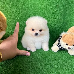 ปอมเมอเรเนี่ยนตัวจิ๋วลูกสาวสัครีมน่ารักๆ cream female