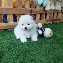 ลูกปอมเมอเรเนียนแท้ ด.ญ สีขาว