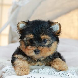 ยอร์คเชียร์ เทอร์เรีย HYM-68763 เพศชาย สีแบล็คแทน อายุ 2 เดือน น้ำหนัก KG ส่วนสูง CM