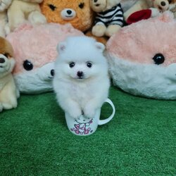 ลูกปอมเมอเรเนียนแท้ ด.ญ.สีขาว White Female