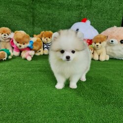 ลูกปอมเมอเรเนียนแท้ ด.ญ.สีปาร์ตี้ Parti Colors Female