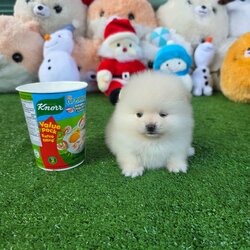 ปอมเมอเรเนี่ยนแท้ หน้าหมีเพศเมีย แบ๊วมาก White female