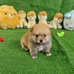 ลูกปอมเมอเรเนียนแท้ ด.ญ.สีส้ม Orange Female