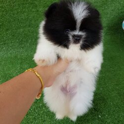 ลูกปอมเมอเรเนียนแท้ ด.ช.สีปาร์ตี่ ไซรืทีคัพ