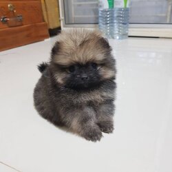 ลูกปอมเมอเรเนียนแท้ ด.ช.ส้มเทา