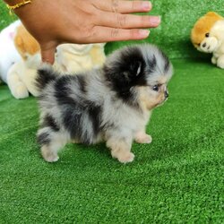 ลูกปอมเมอเรเนียนแท้ ด.ญ.สีเมอร์ Merie Female