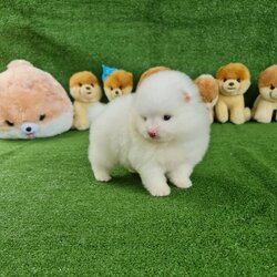 ลูกปอมเมอเรเนียนแท้ ด.ญ.สีขาว White Female