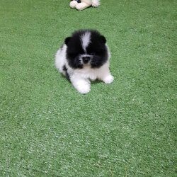 ลูกปอมเมอเรเนียนแท้ ด.ช สีปาร์ตี้มาร์คกิ้งน่ารักสุดๆ