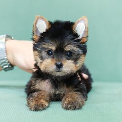 ยอร์คเชียร์ เทอร์เรีย HYM-50611 เพศชาย สีแบล็คแทน อายุ 2 เดือน น้ำหนัก 0.57 KG ส่วนสูง 12 CM