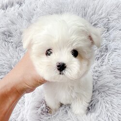 MTM-84791 เพศชาย สีขาว อายุ 2 เดือน ตัวเล็ก น่ารัก หน้าตุ๊กตา ขนนุ่มม