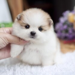 ลูกปอมเมอเรเนียนแท้ ด.ญ.สีปาร์ตี้ Parti Colors Feale