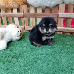 ลุกปอมเมอเรเนียนแท้ ด.ช สีแบล็คแทน