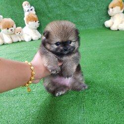 ลูกปอมเมอเรเนียนแท้ ด.ญ.สีวูฟเวเบิ้ล wolf sable female