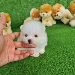 ลูกปอมเมอเรเนียนแท้ ด.ญ.สีขาว ไซร์ทีคัพ T-Cup White&Cream Female