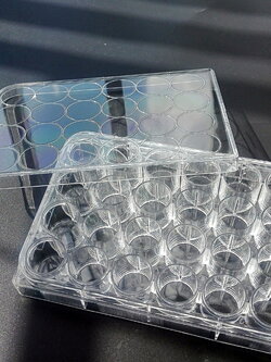 จานหลุมพลาสติก24 หลุมพร้อมฝาปิด