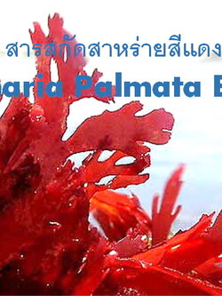 สารสกัดสาหร่ายสีแดง Palmaria Palmata Extract