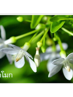 หัวน้ำหอม กลิ่นดอกโมก Flower Dok Mok Fragrance