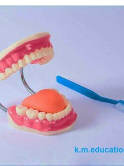 หุ่นจำลองฟันพร้อมแปรงสีฟัน